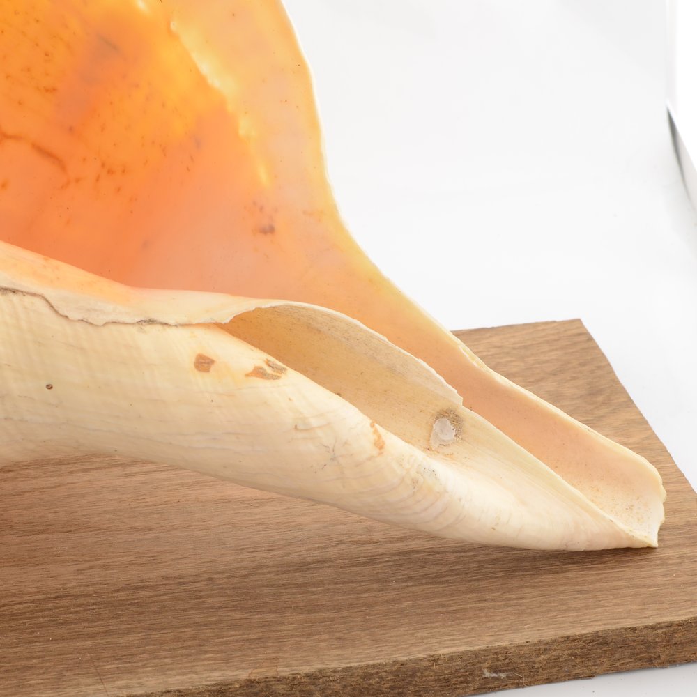 Australian Trumpet Shell - Syrinx aruanus