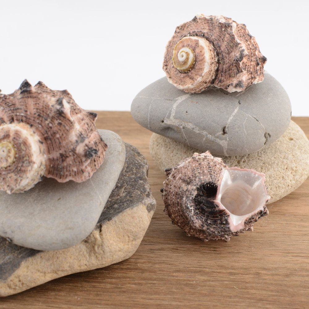 Common Delphinula (Angaria delphinus)