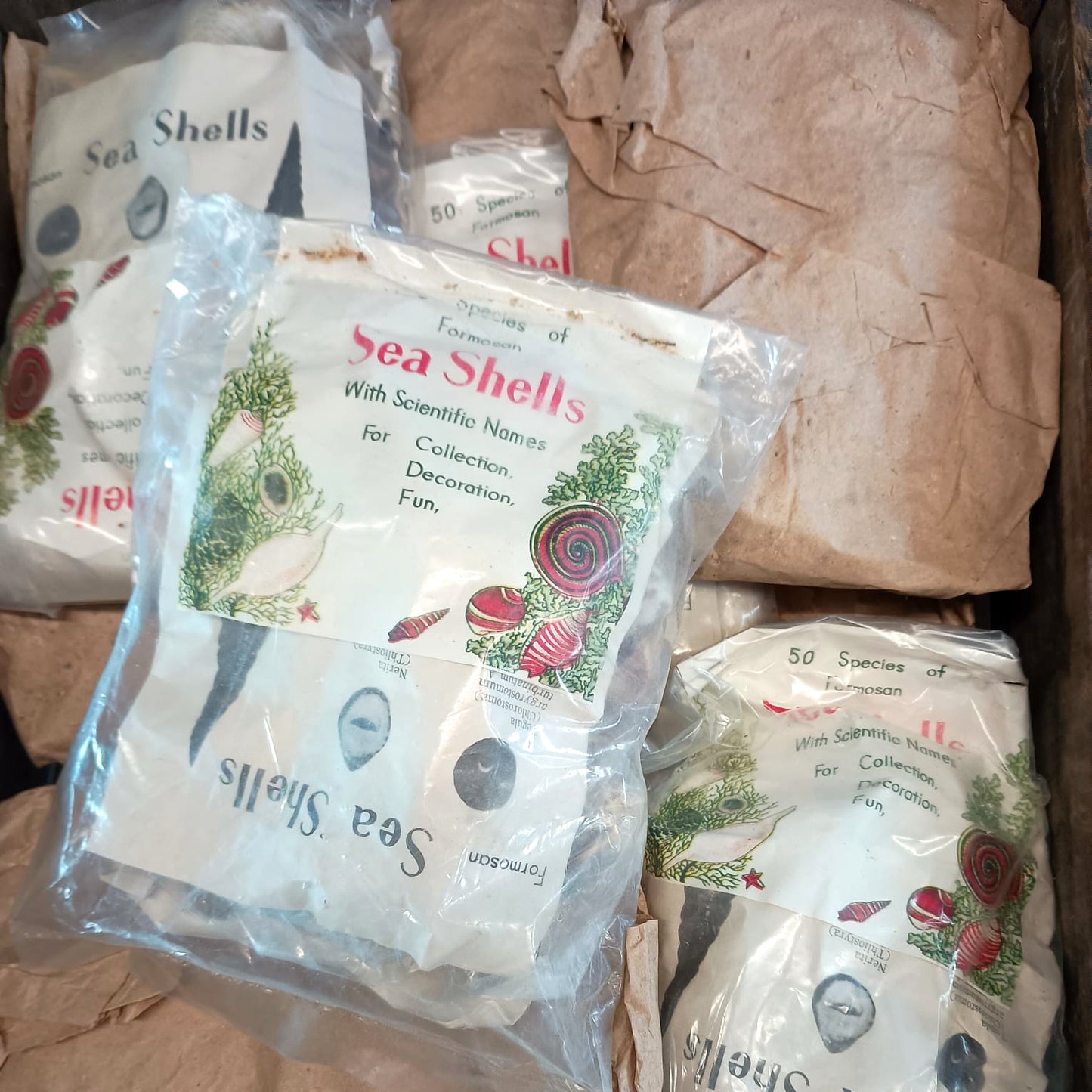 The Formosa Sea Shell Collection