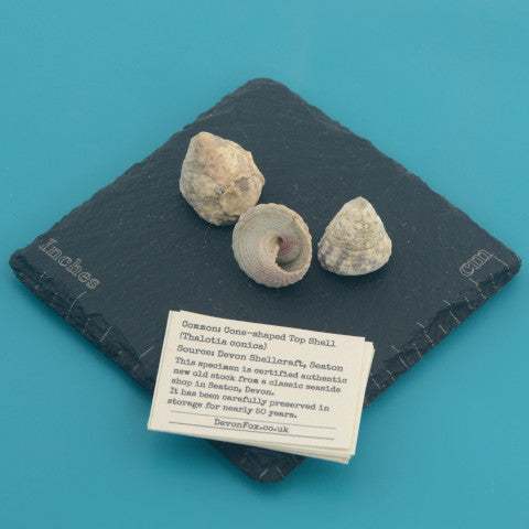 Cone-shaped Top Shell - Thalotia conica