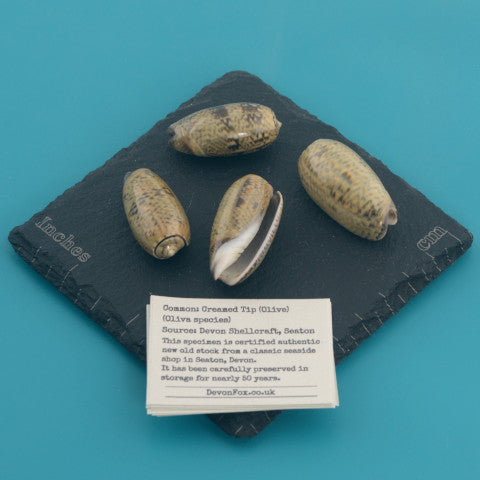 Creamed Tip (Olive) - Oliva species