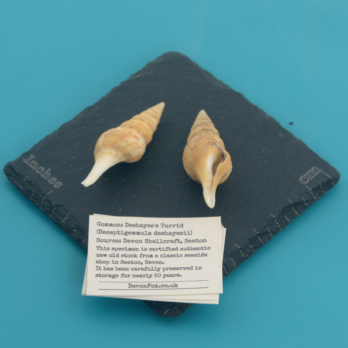 Deshayes's Turrid - Deceptigemmula deshayesii
