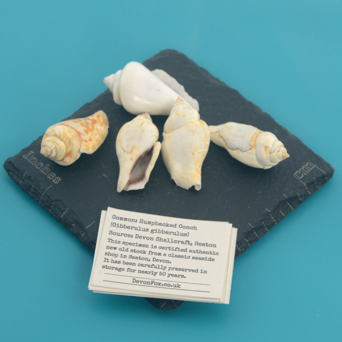 Humpbacked Conch - Gibberulus gibberulus