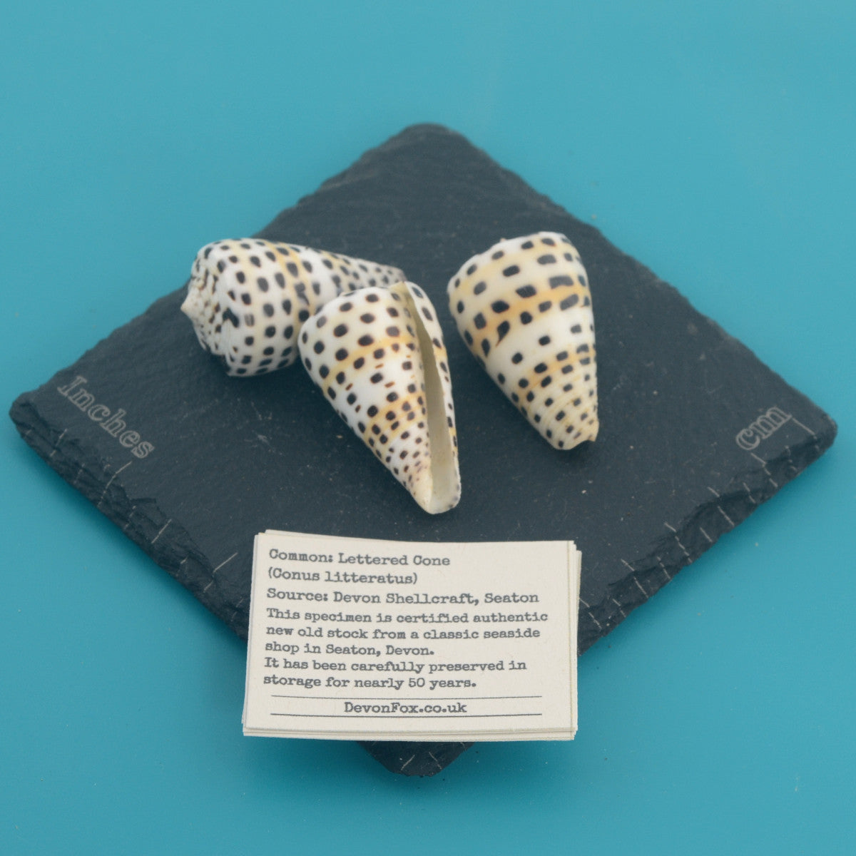 Lettered Cone - Conus litteratus