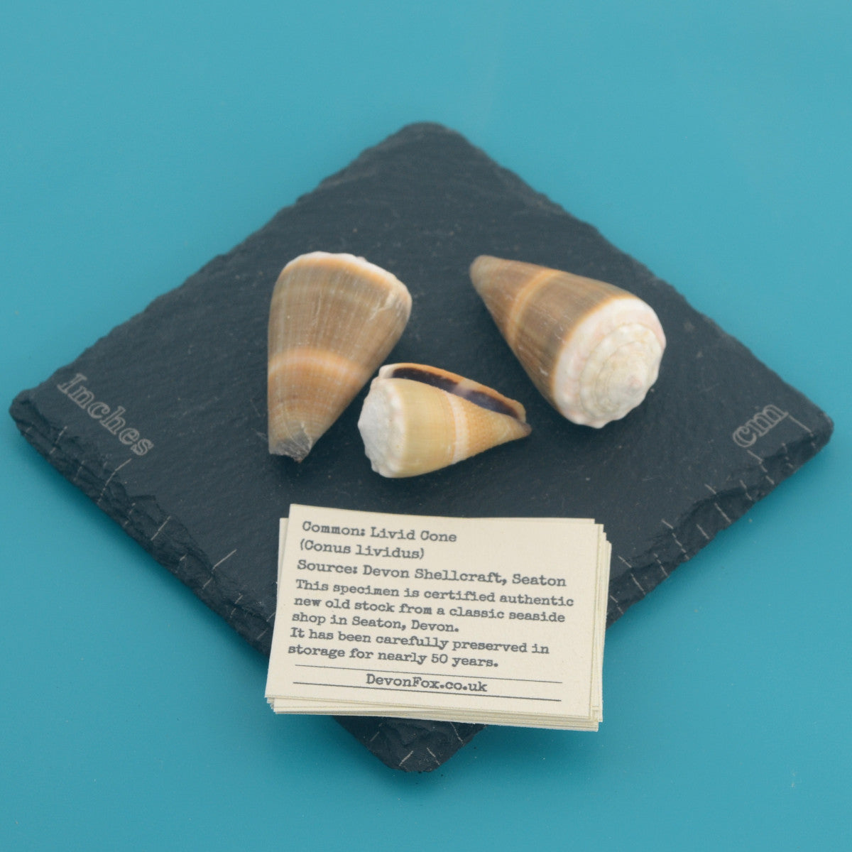 Livid Cone - Conus lividus