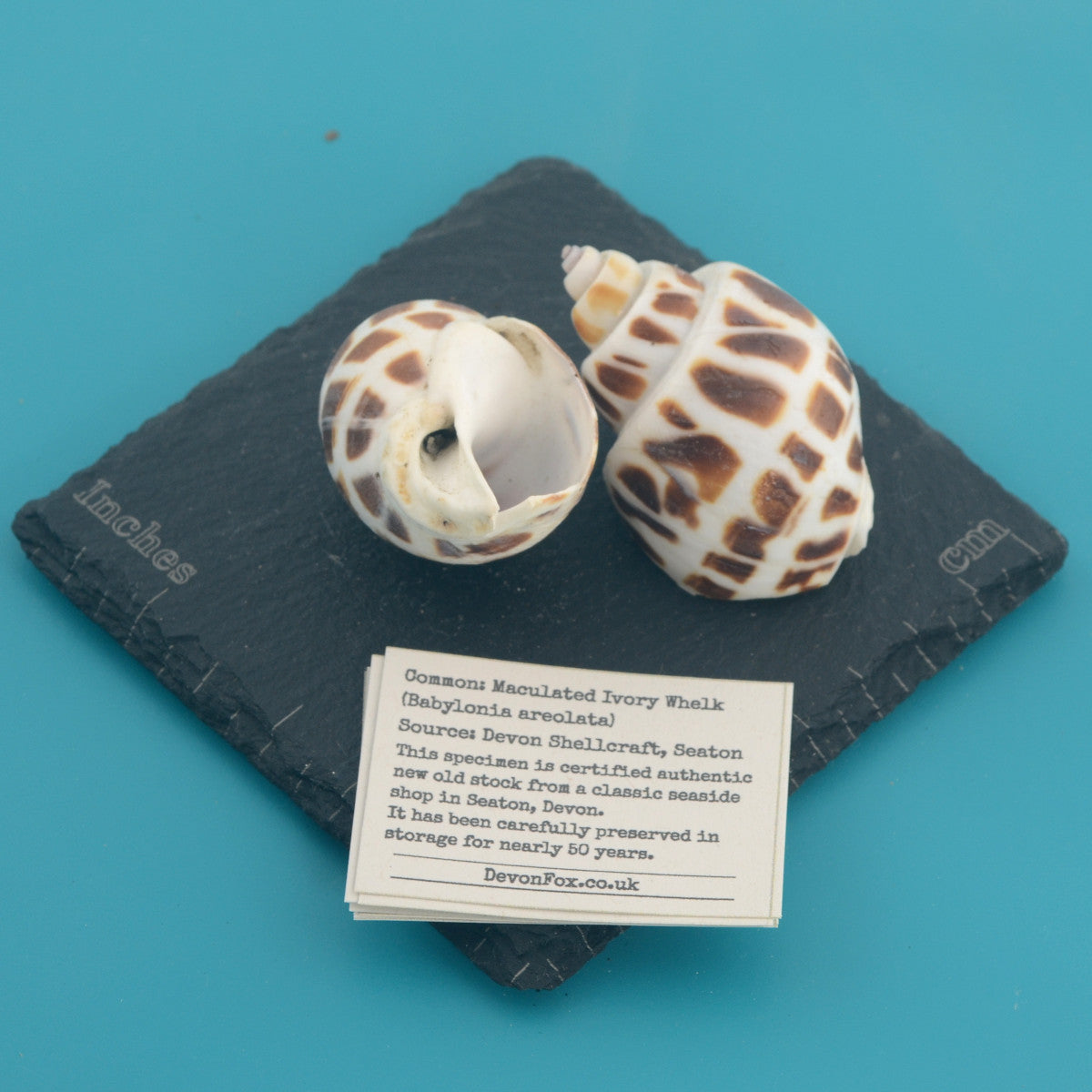 Maculated Ivory Whelk - Babylonia areolata