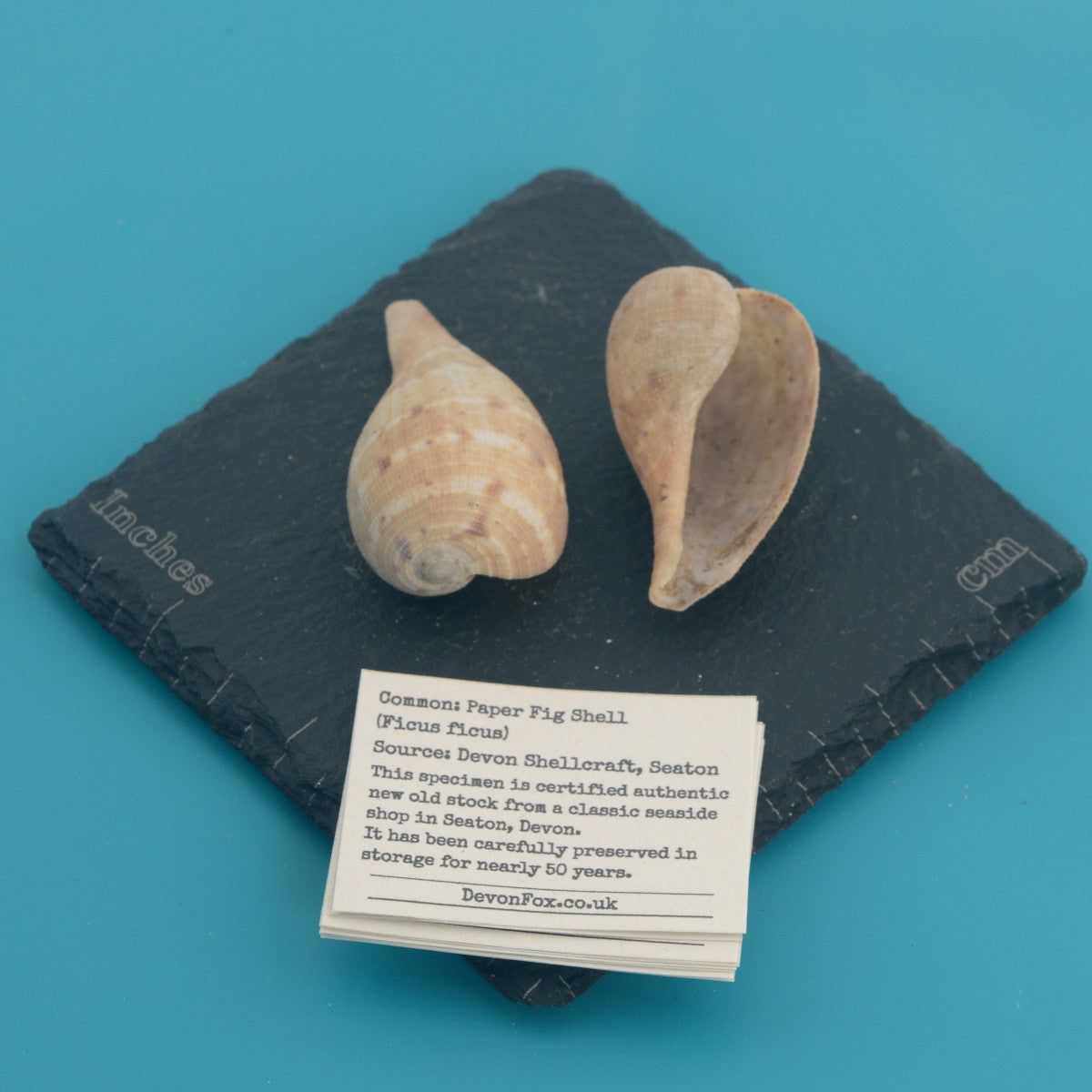Paper Fig Shell - Ficus ficus