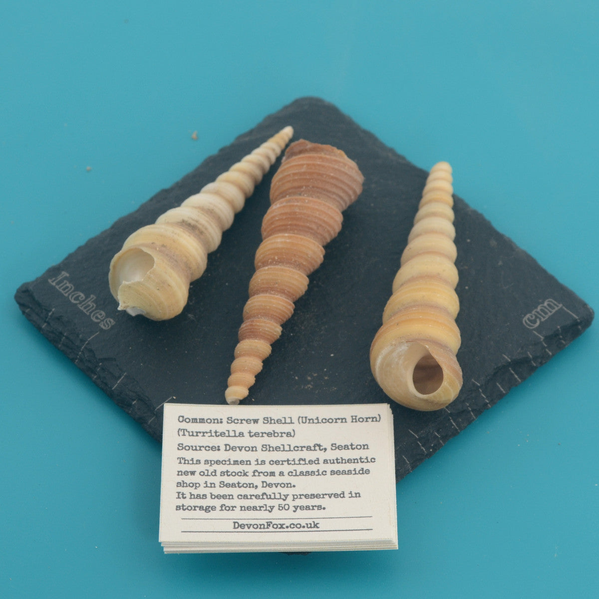 Screw Shell (Unicorn Horn) - Turritella terebra