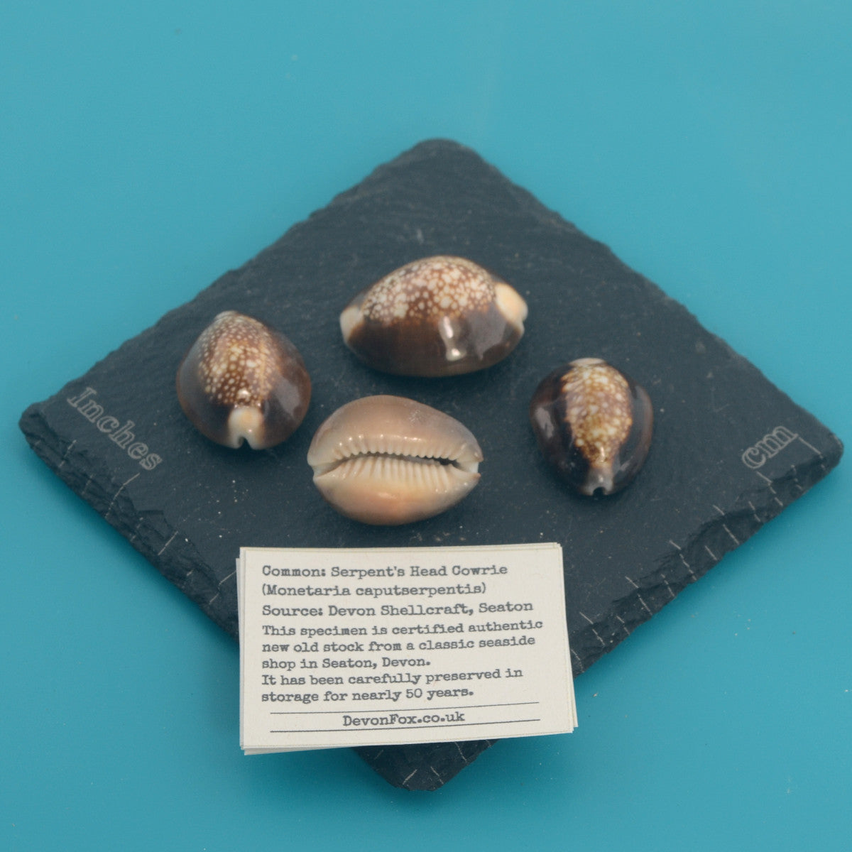 Serpent's Head Cowrie - Monetaria caputserpentis