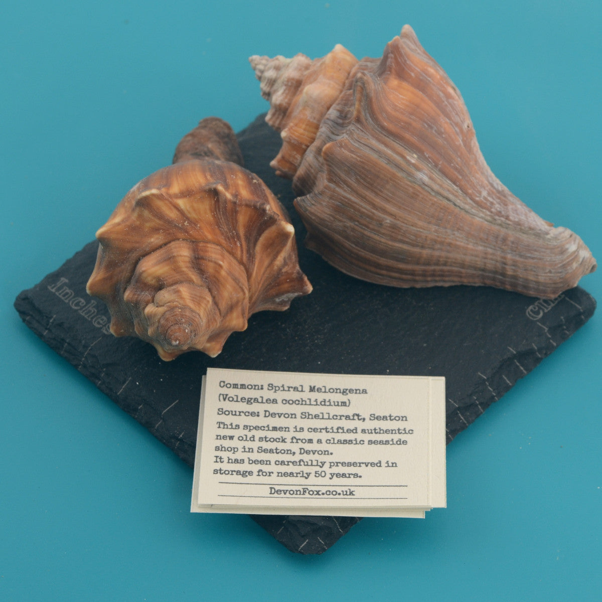 Spiral Melongena - Volegalea cochlidium