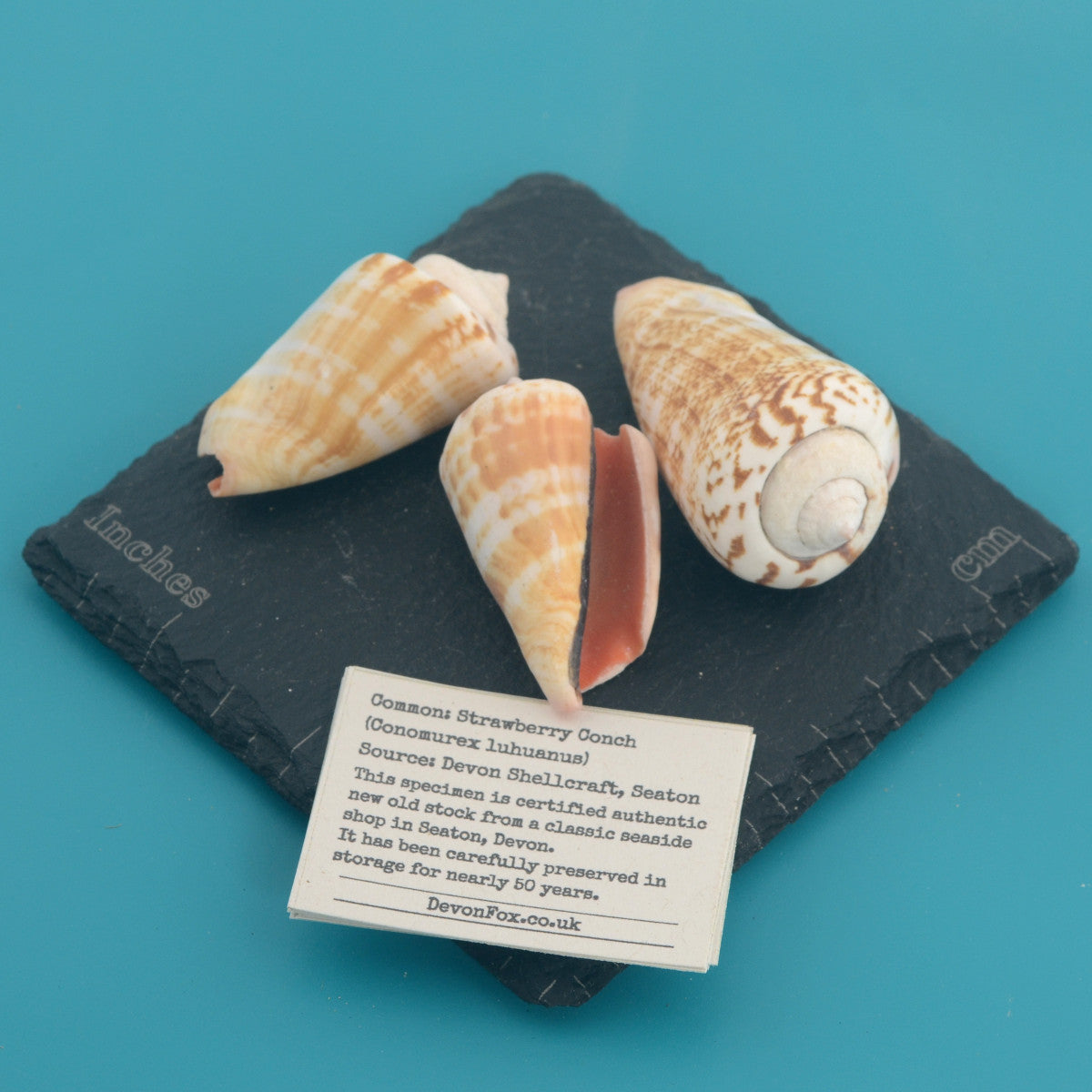 Strawberry Conch - Conomurex luhuanus