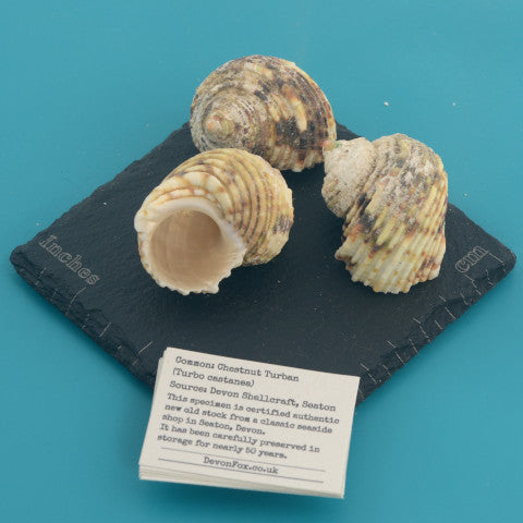 Chestnut Turban - Turbo castanea