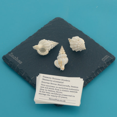 Chinese Hindsia - Nassaria sinensis