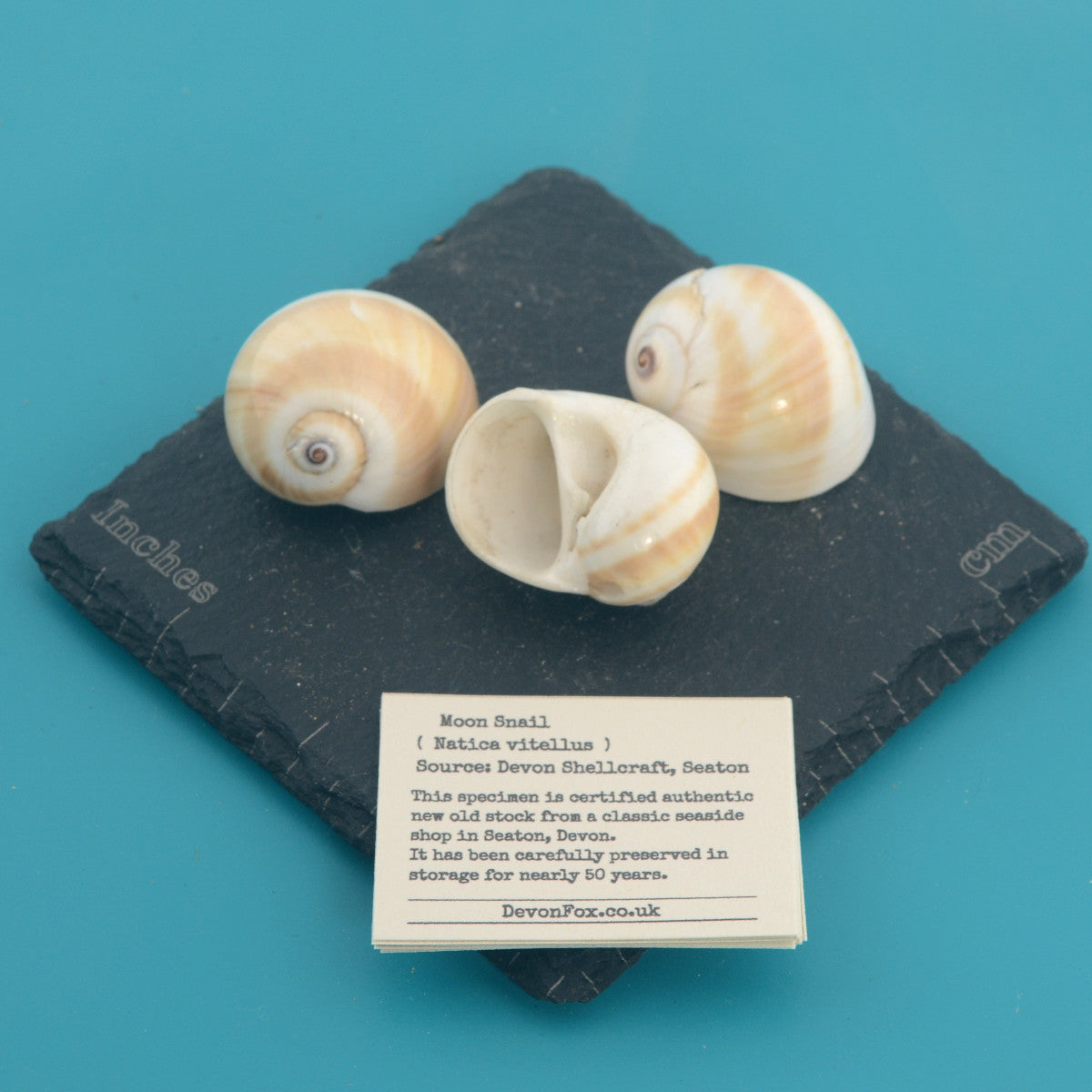 Moon Snail - Natica vitellus