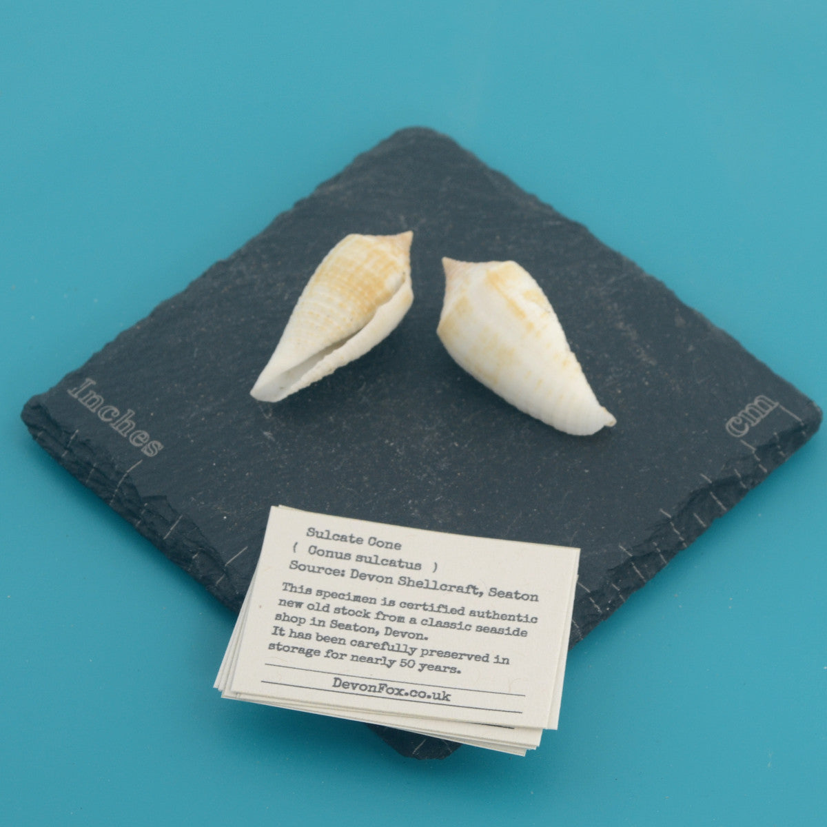Sulcate Cone - Conus sulcatus