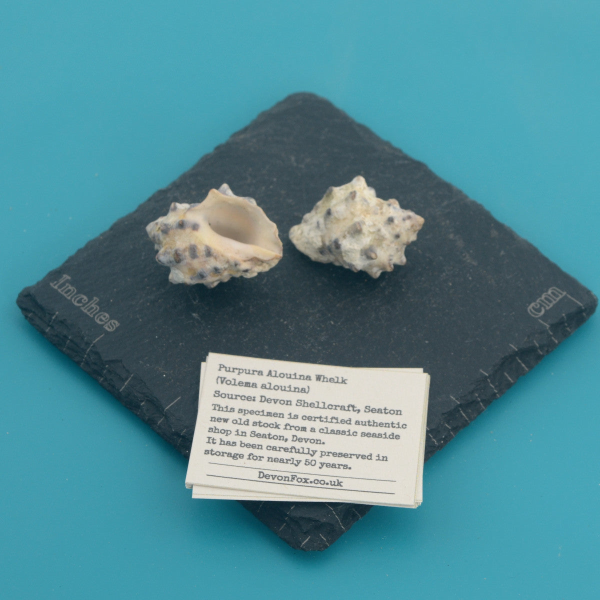 Purpura Alouina Whelk - Volema alouina