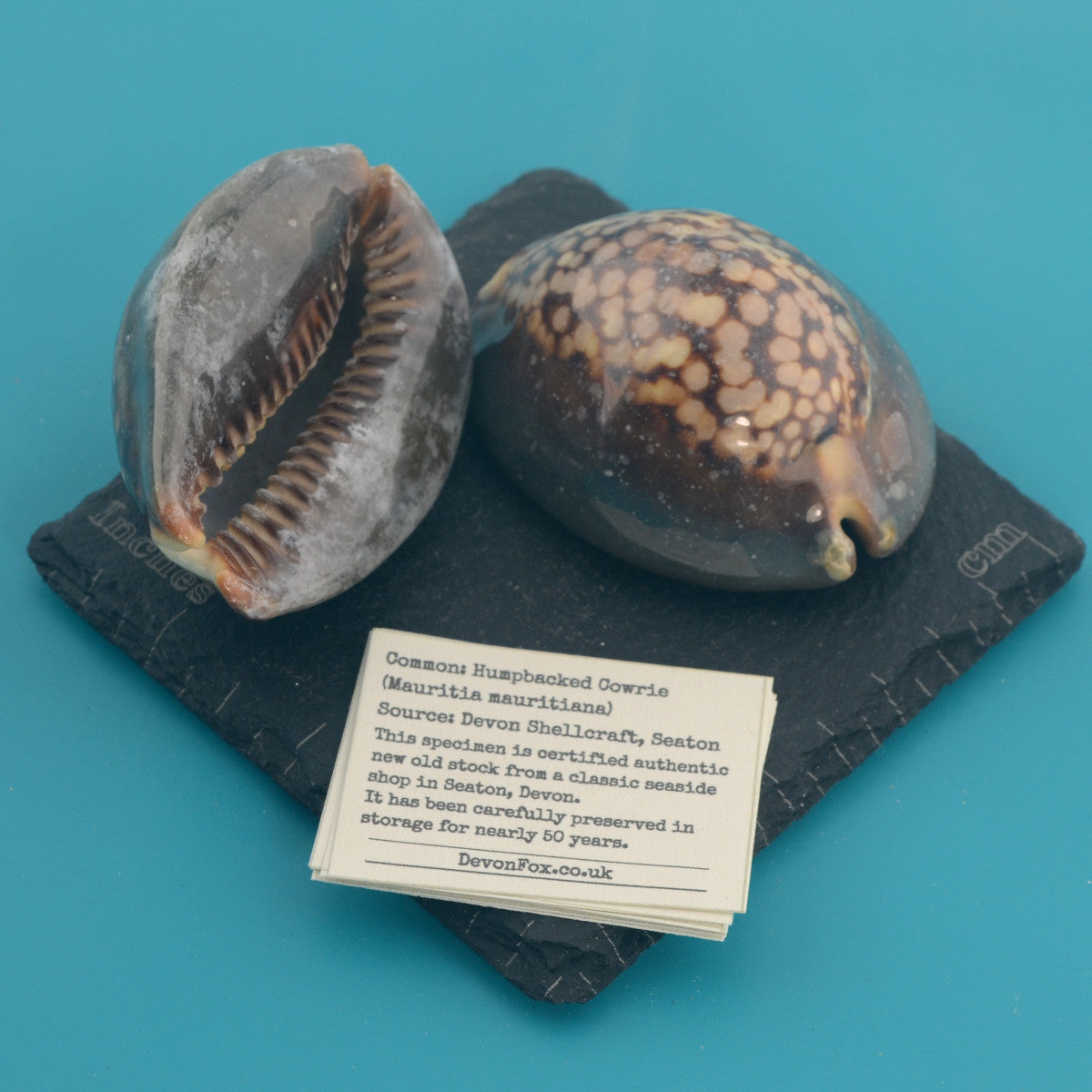 Humpbacked Cowrie - Mauritia mauritiana