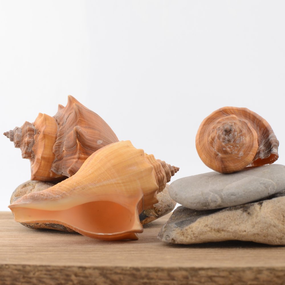 Spiral Melongena (Volegalea cochlidium)