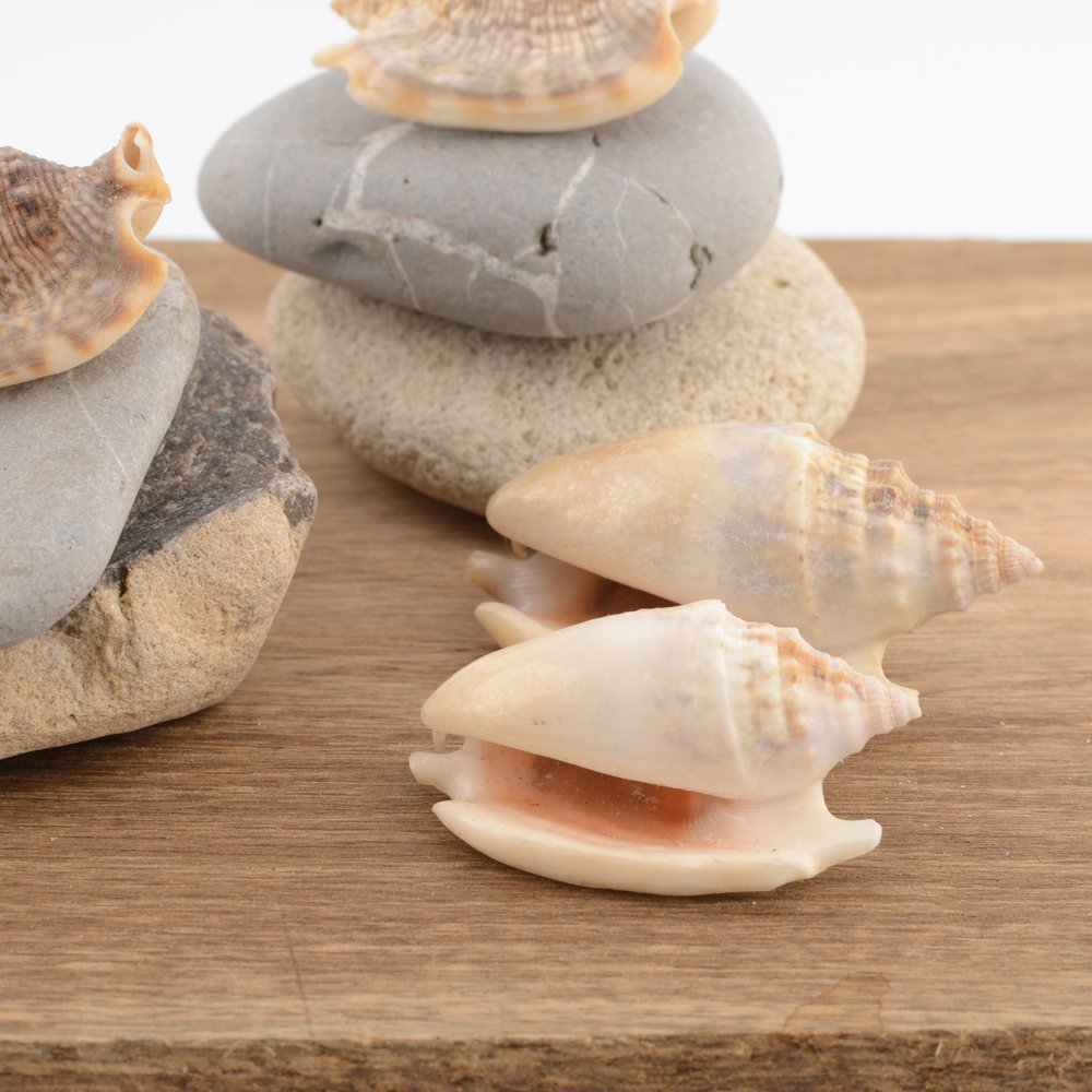 Diana Conch (Euprotomus aurisdianae)