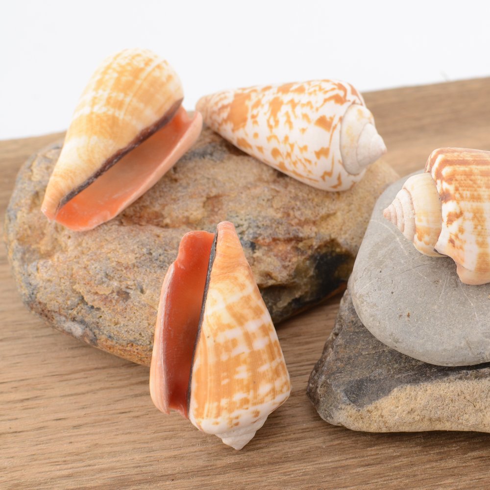 Strawberry Conch (Conomurex luhuanus)