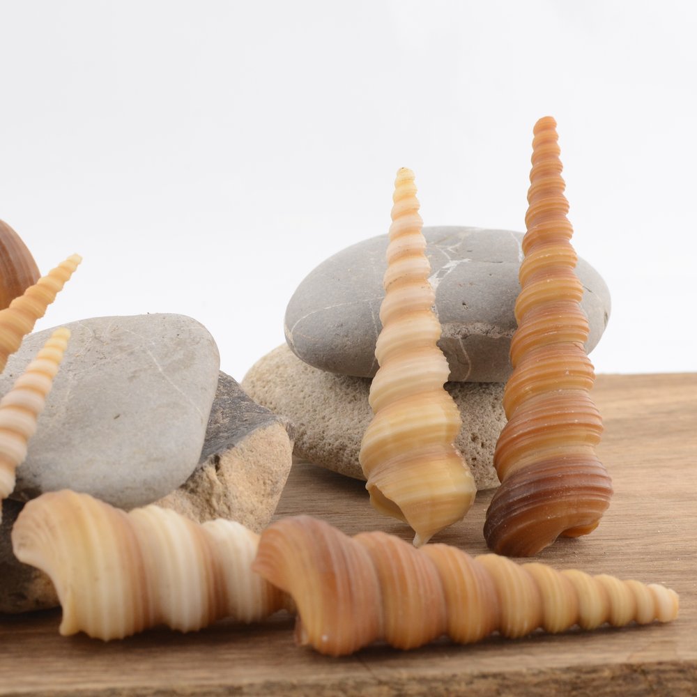 Unicorn Horn / Turret Snail (Turritella terebra)