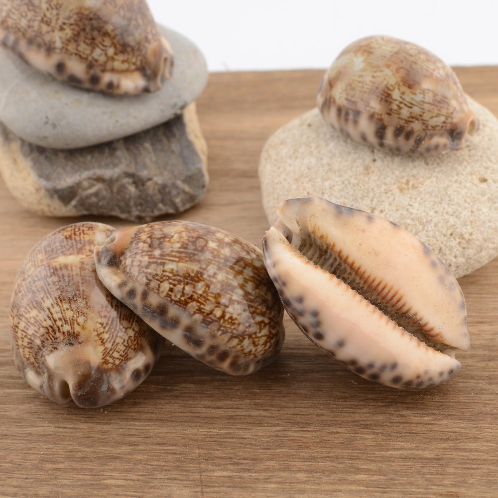 Seashells