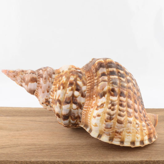 Triton’s Trumpet Shell - Charonia tritonis
