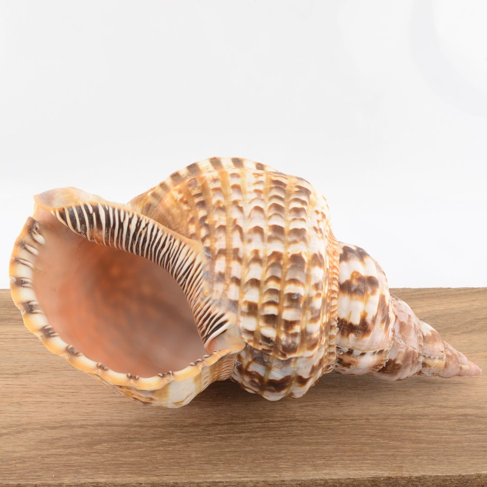 Triton’s Trumpet Shell - Charonia tritonis