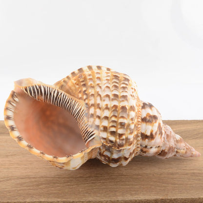 Triton’s Trumpet Shell - Charonia tritonis