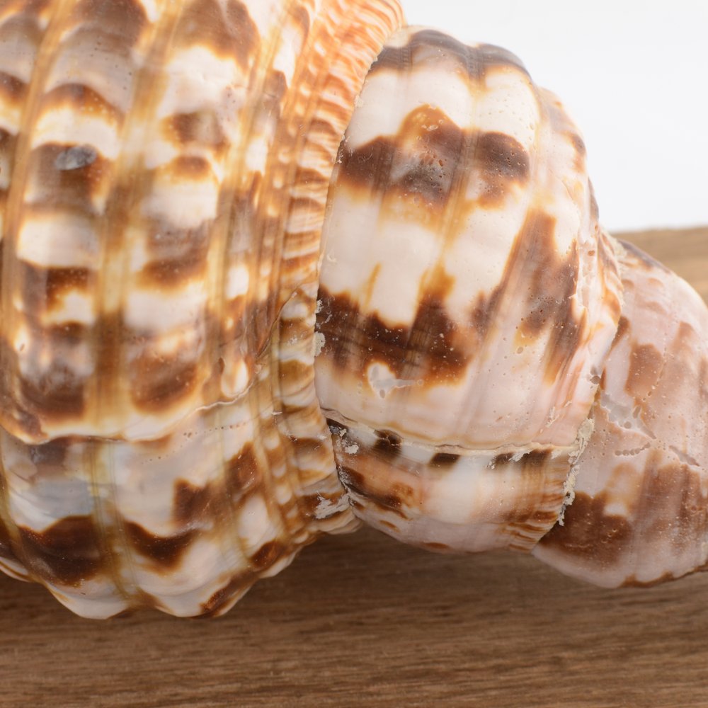 Triton’s Trumpet Shell - Charonia tritonis