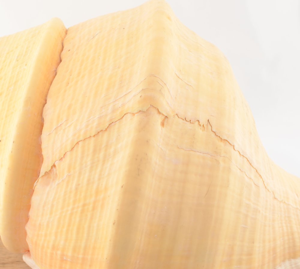 Australian Trumpet Shell - Syrinx aruanus