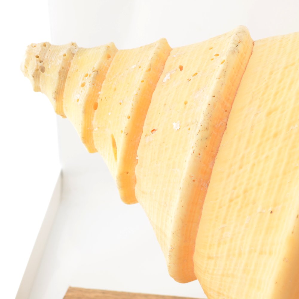 Australian Trumpet Shell - Syrinx aruanus