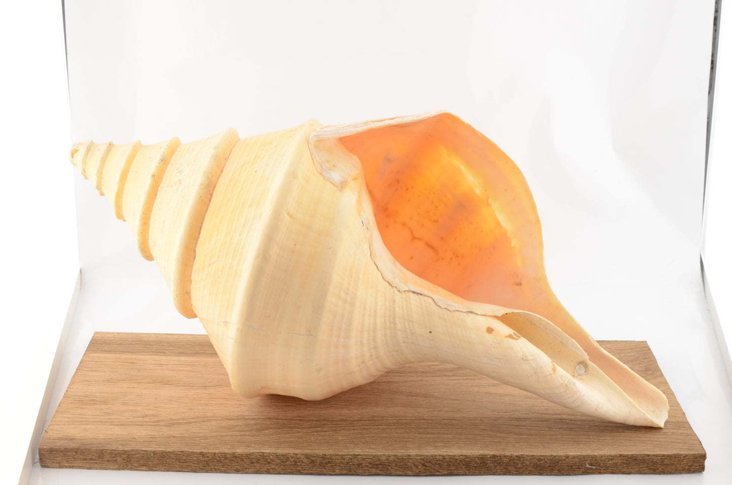 Australian Trumpet Shell - Syrinx aruanus