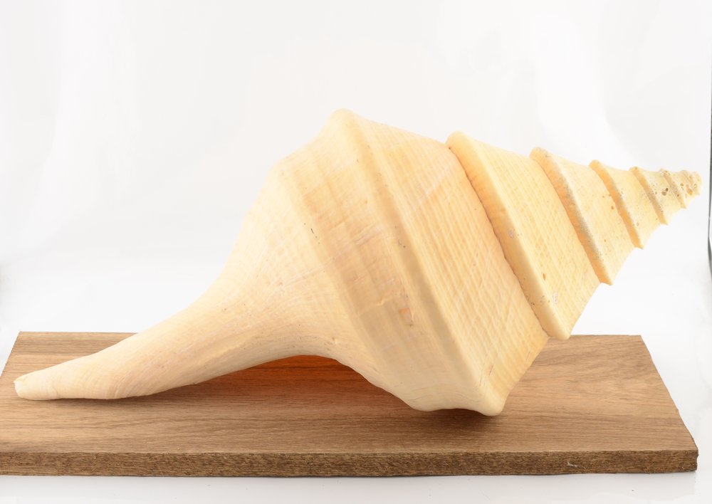 Australian Trumpet Shell - Syrinx aruanus