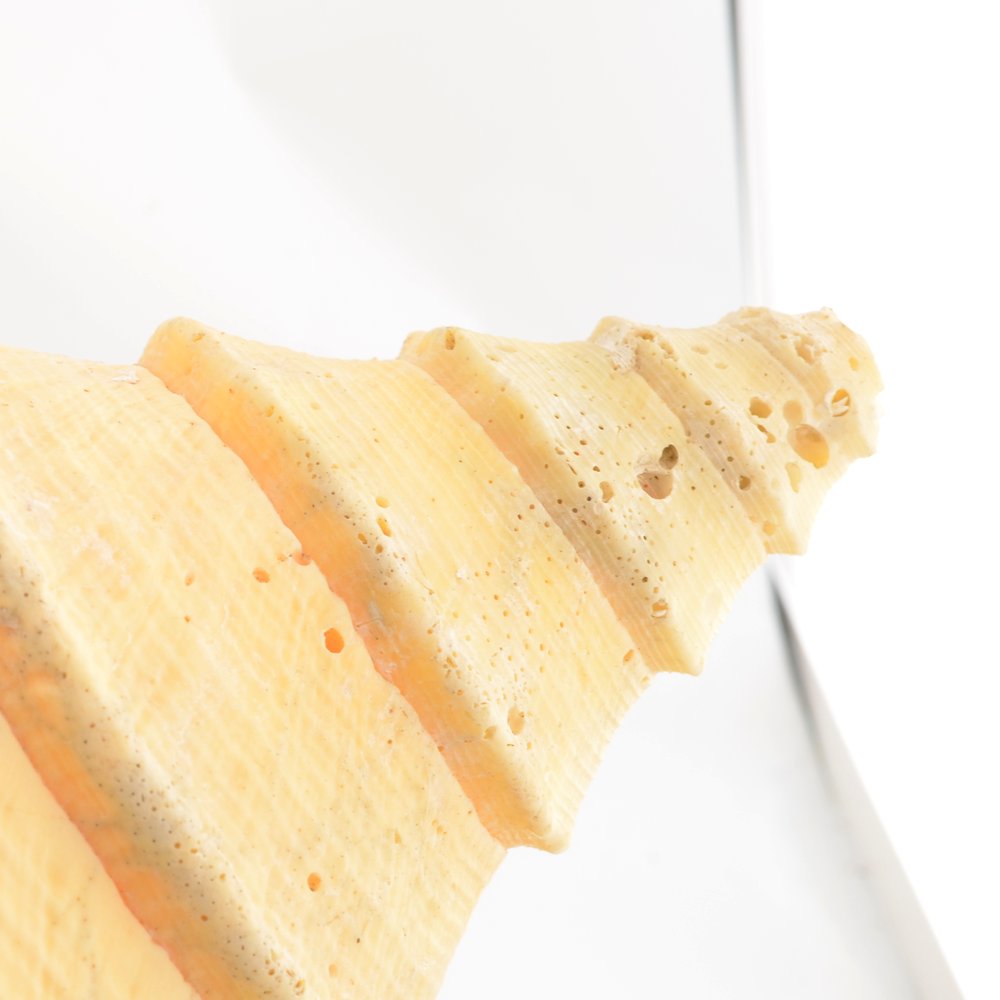 Australian Trumpet Shell - Syrinx aruanus