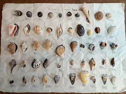 Sheet of paper with images of various sea shells and their names.