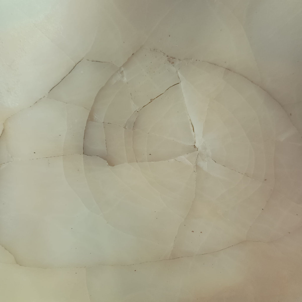 Giant Clam Shells, Tridacna gigas, Complete Pair