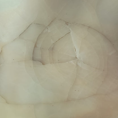 Giant Clam Shells, Tridacna gigas, Complete Pair