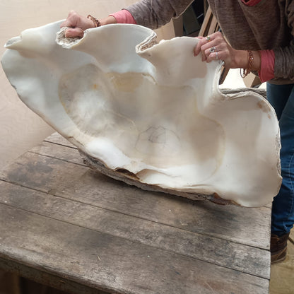 Giant Clam Shells, Tridacna gigas, Complete Pair