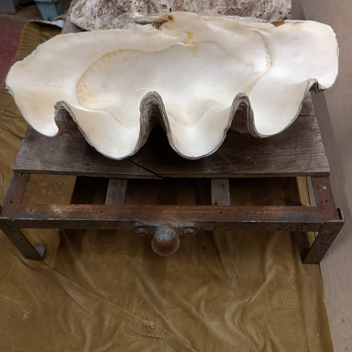 Giant Clam Shells, Tridacna gigas, Complete Pair