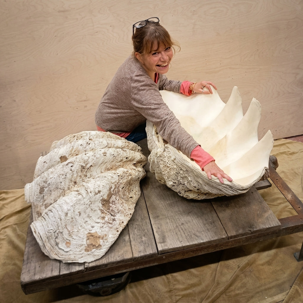 Giant Clam Shells, Tridacna gigas, Complete Pair