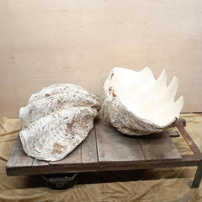 Giant Clam Shells, Tridacna gigas, Complete Pair