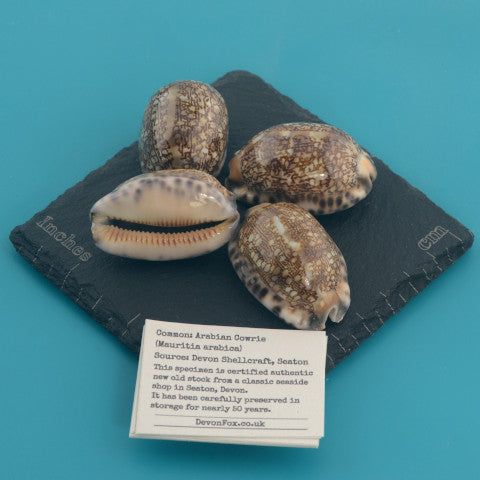 Arabian Cowrie - Mauritia arabica