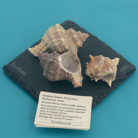 Common Frog Shell - Bufonaria rana