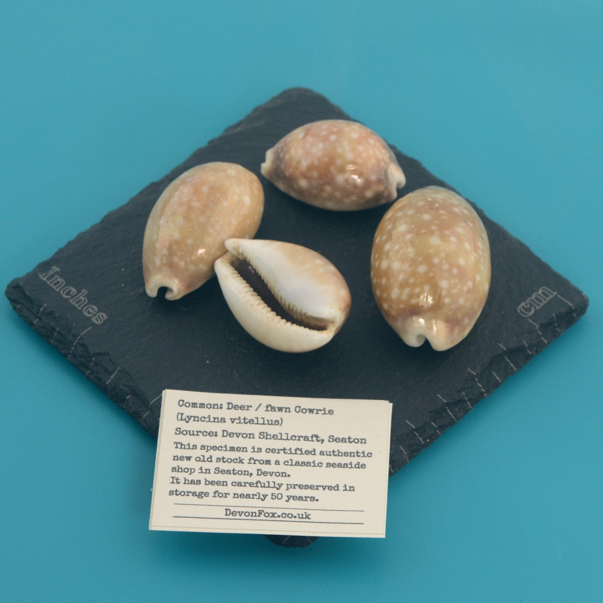 Deer / fawn Cowrie - Lyncina vitellus