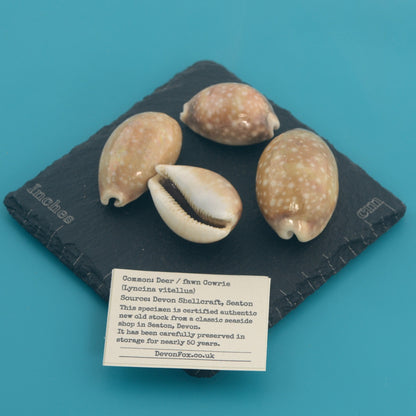Deer / fawn Cowrie - Lyncina vitellus