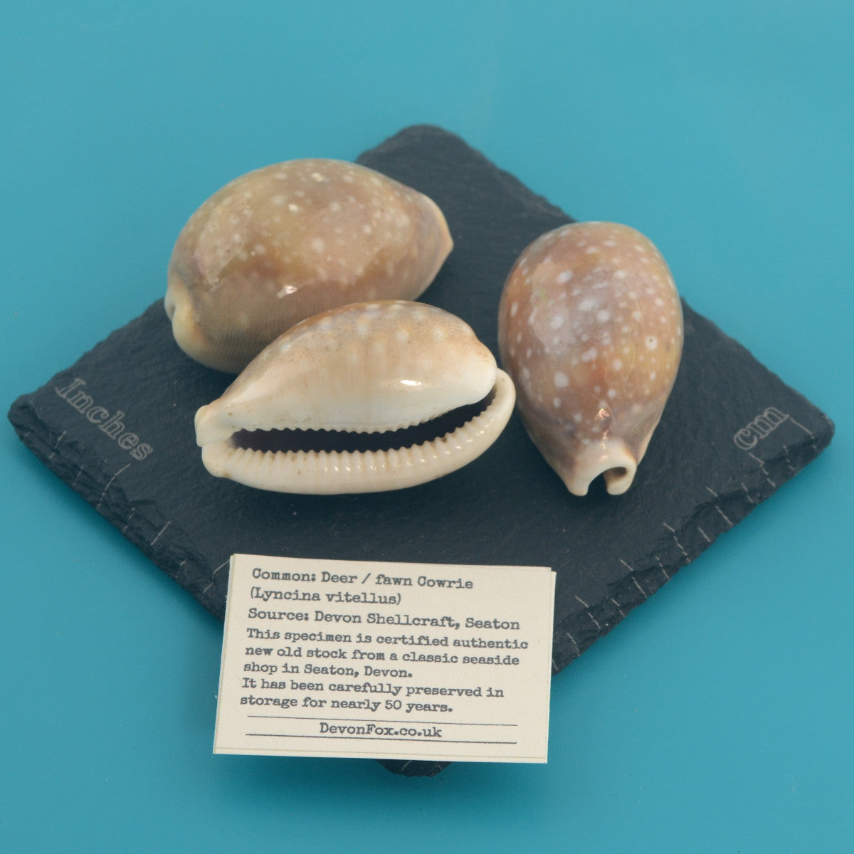 Deer / fawn Cowrie - Lyncina vitellus