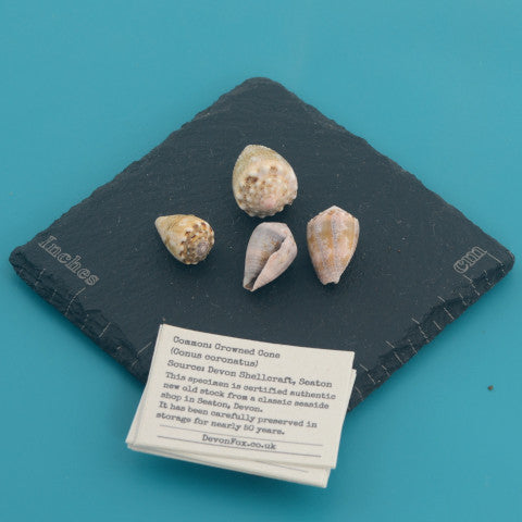 Crowned Cone - Conus coronatus