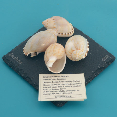 Common Bonnet - Casmaria erinaceus