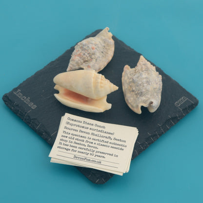 Diana Conch - Euprotomus aurisdianae